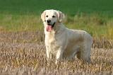 GOLDEN RETRIEVER 1080